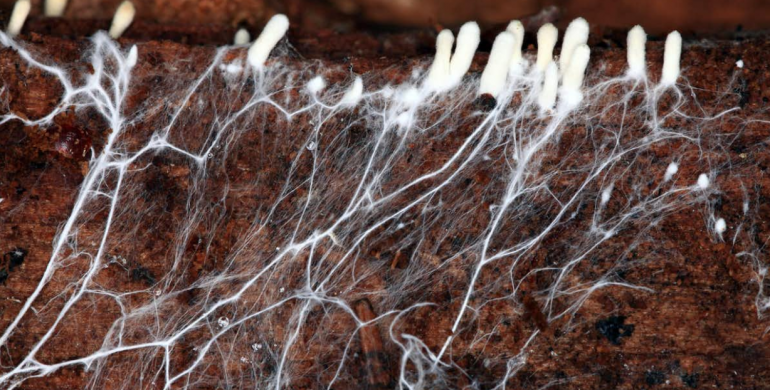 Веганська шкіра з грибів: абсурд чи тренд майбутнього?